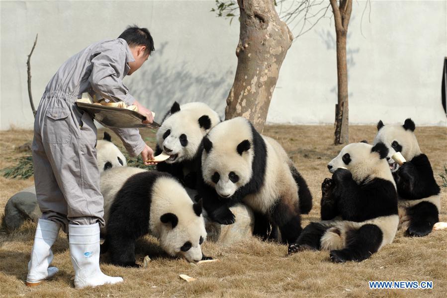 CHINA-SICHUAN-PANDA-SPRING FESTIVAL (CN)